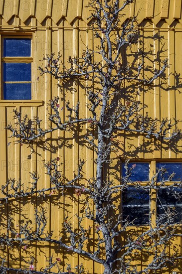 Autumn trellis tree