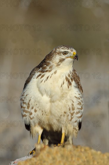 Common steppe buzzard