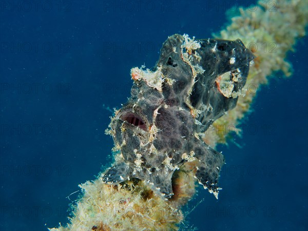 Giant frogfish