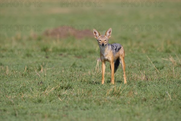 Black-backed jackal