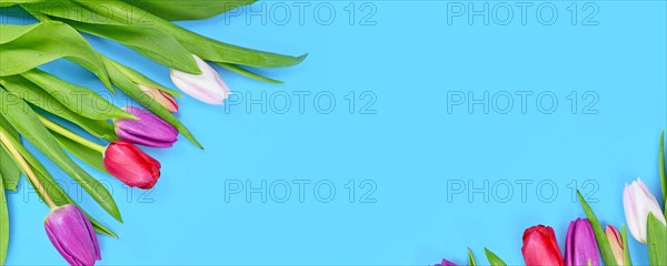 Spring banner with bouquet of colorful tulip flowers in corner of blue background with copy space