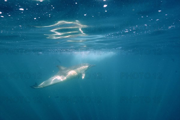 Short-beaked common dolphin