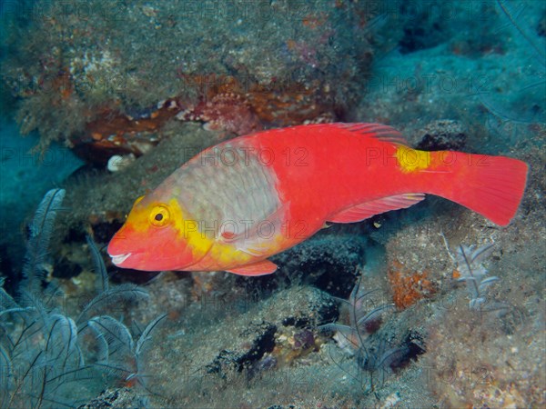 Mediterranean parrotfish