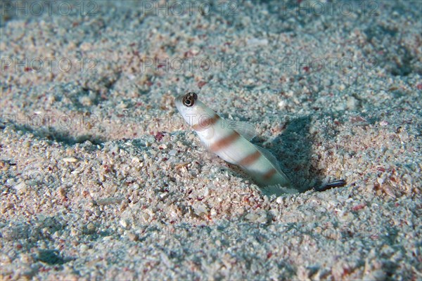 Steinitz partner goby