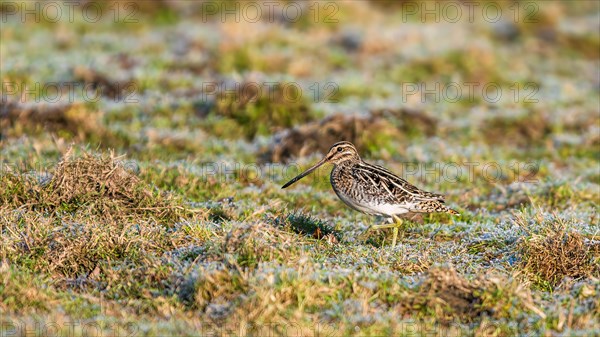 Common Snipe