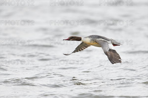 Goosander