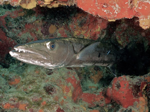 Great barracuda