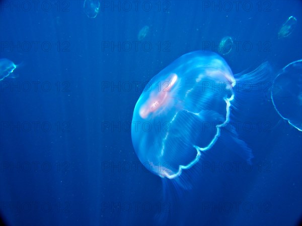 Common jellyfish