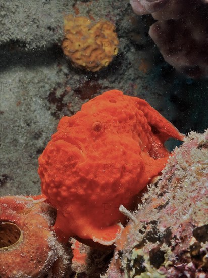 Longlure frogfish