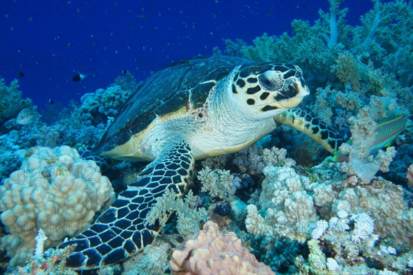 Hawksbill sea turtle