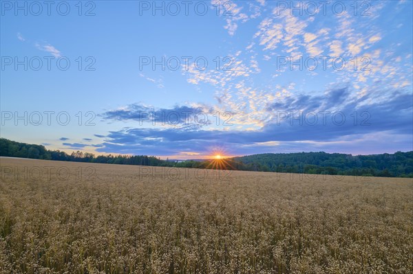 Flax field