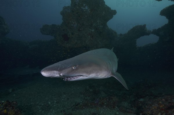 Sand tiger shark