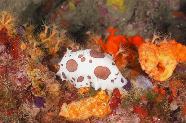 Leopard snail