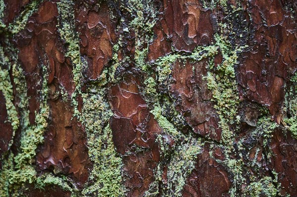 Close-up of a monk's-hood lichen