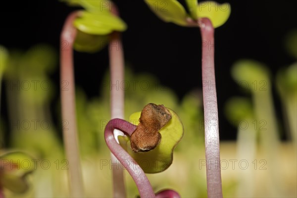 Shoots of black radish