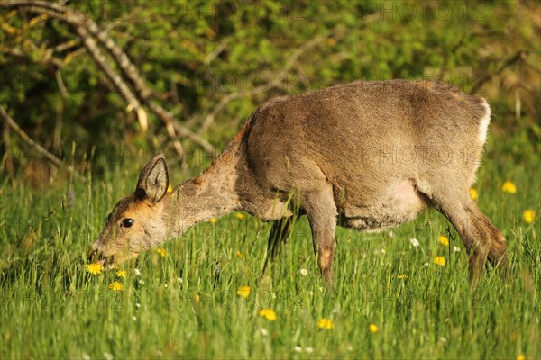 Roe deer