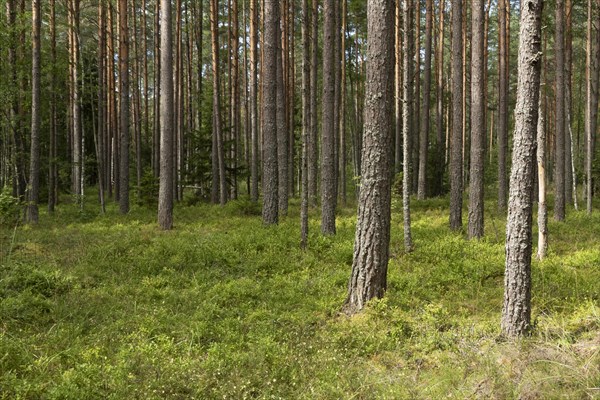 Tree trunks in green mixed forest