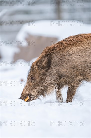 Wild boar in the snow