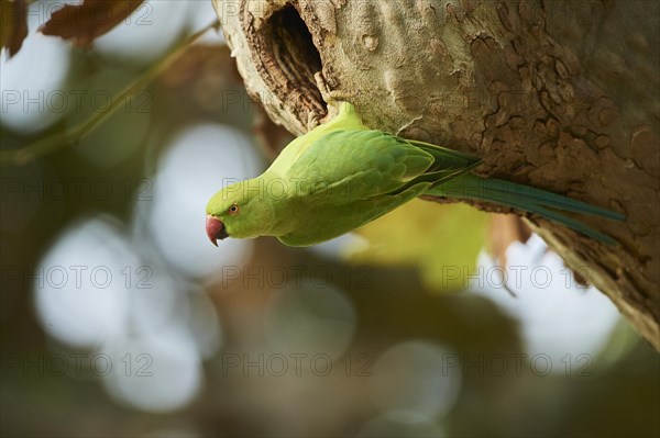 Monk parakeet