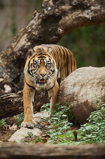 Sumatran tiger