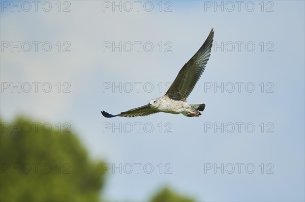 Yellow-legged gull