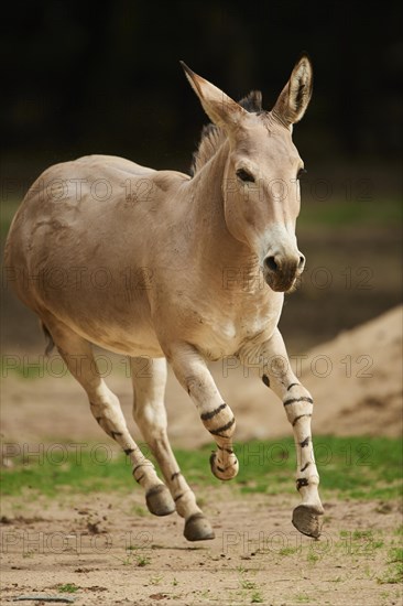 Somali wild ass