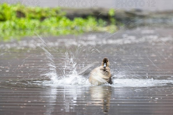 Eurasian teal