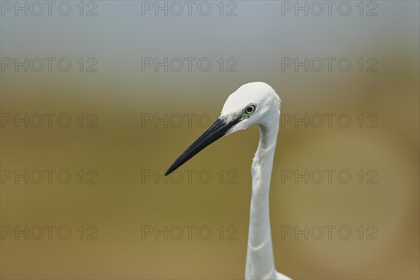 Great egret