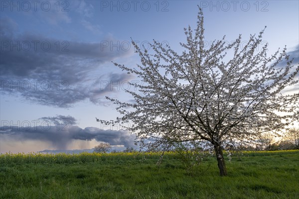 A white blossoming cherry tree in spring in the evening at sunset