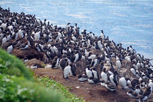 Numerous guillemots on a rock by the sea