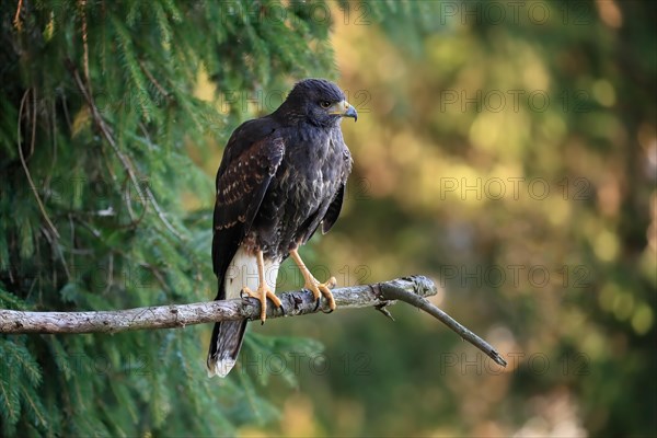 Harris's hawk