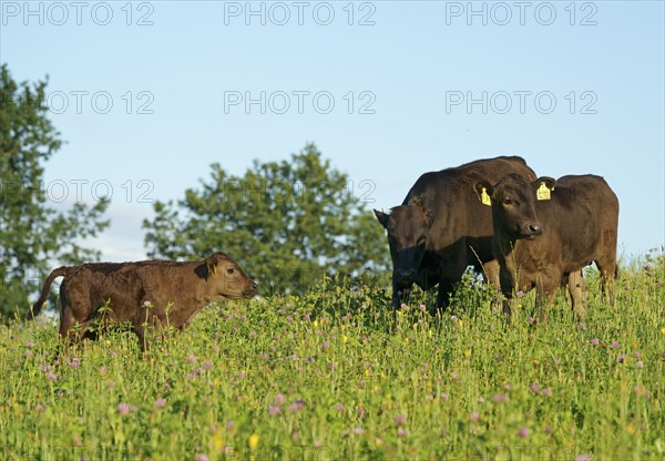 Domestic cattle