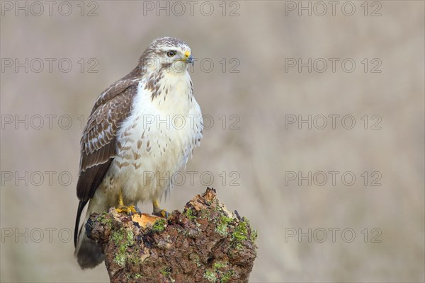 Common steppe buzzard