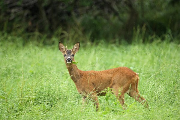 European roe deer