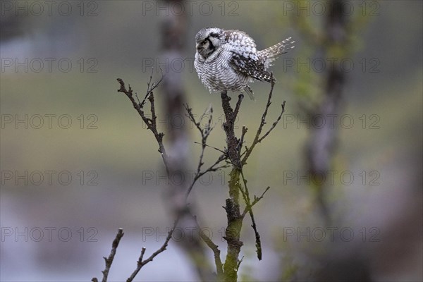 Northern hawk owl