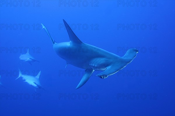 Three scalloped hammerheads