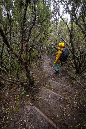 Hiker in dense forest