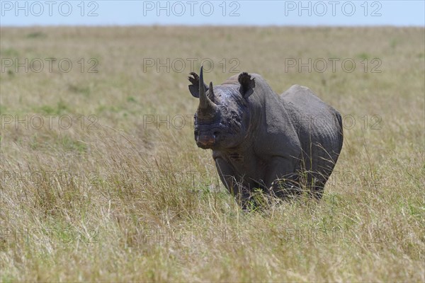 Black rhinoceros