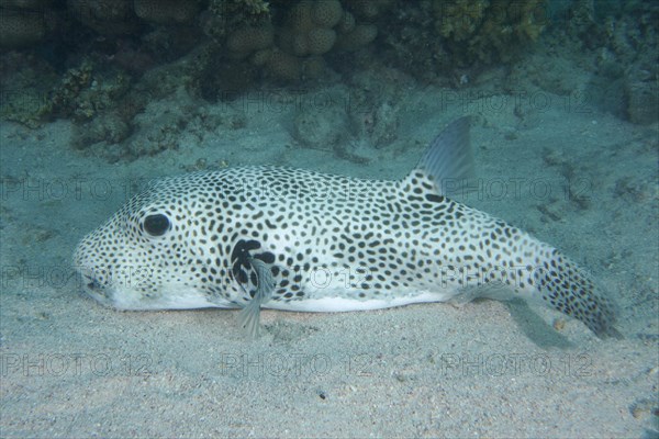 Star puffer