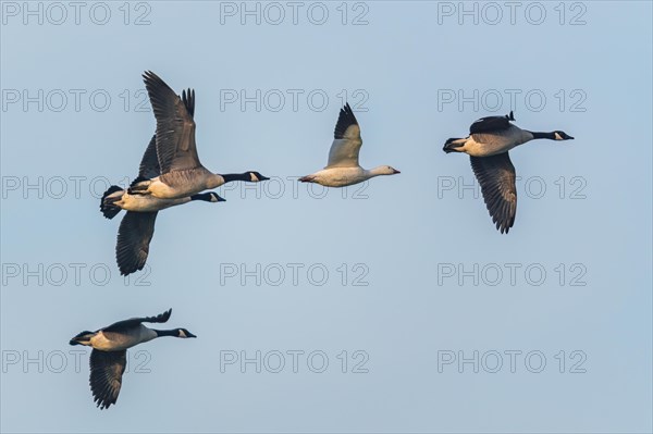 Snow Goose