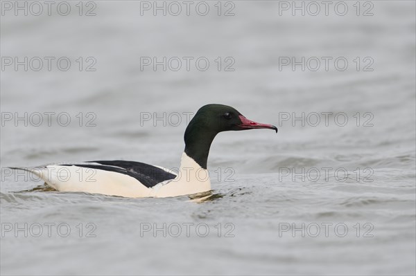 Common merganser