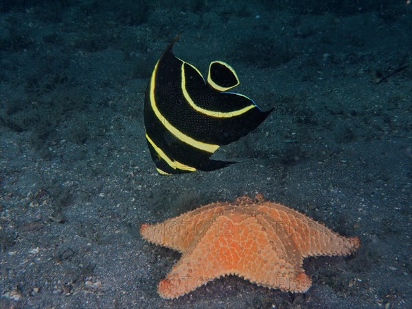 Juvenile French angelfish