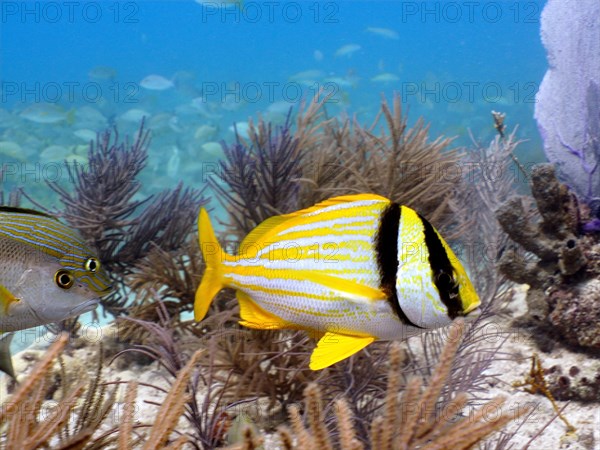 Porkfish