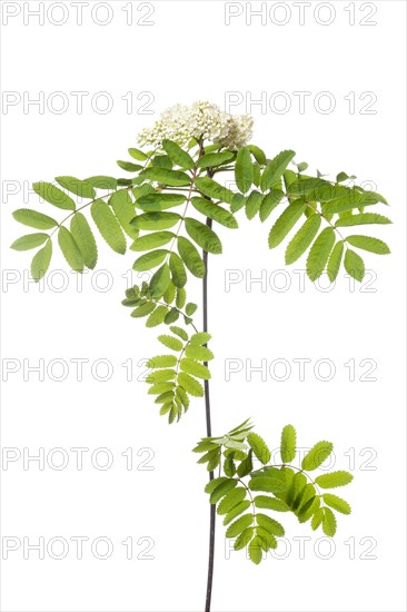 Moravian european rowan