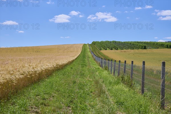 Field path with barley field in summer