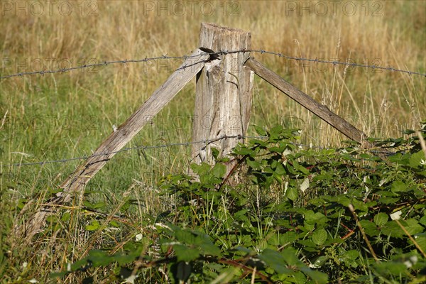 Wooden fence post