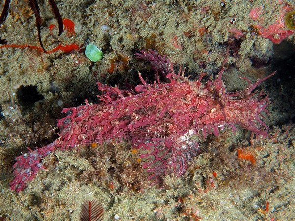 Popeyed scorpionfish