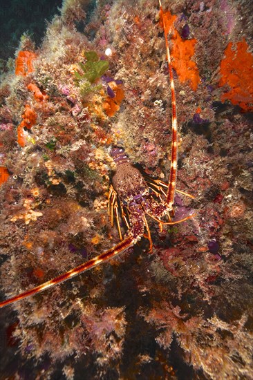 European spiny crayfish