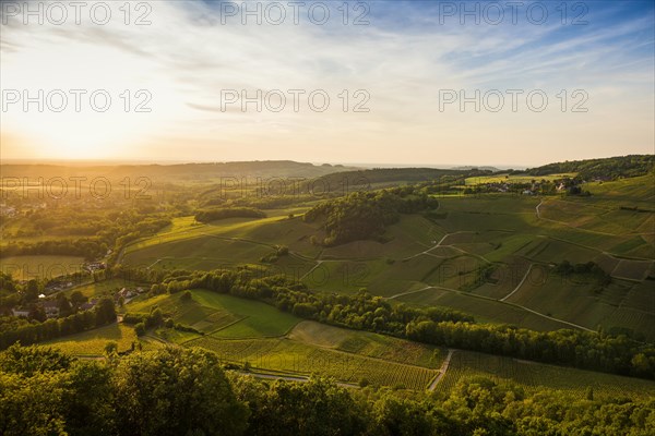 Vineyards