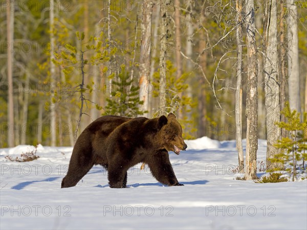 European brown bear